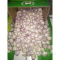 2019 Fresh Normal White Garlic In Sizes 5.0-5.5cm